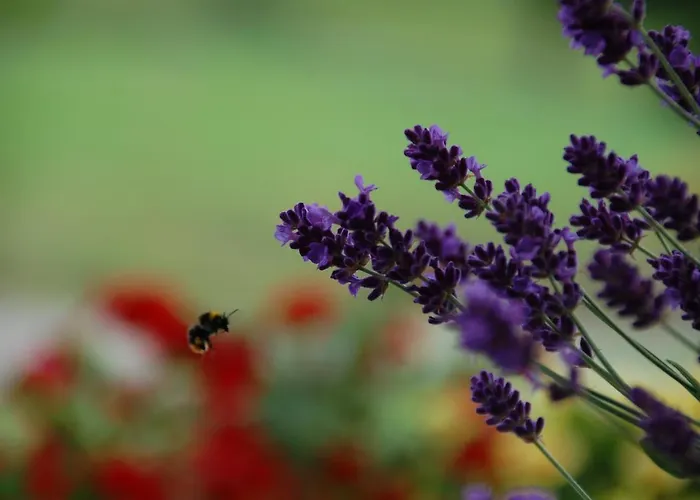 La Provenzale ベッド・アンド・ブレックファスト