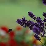 La Provenzale Bed & Breakfast