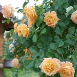 La Provenzale