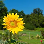 La Provenzale Bed & Breakfast