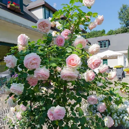 La Provenzale Bed and Breakfast Tornolo