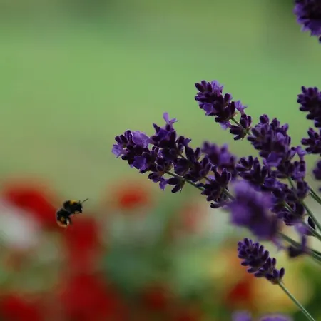 La Provenzale Nocleg ze śniadaniem