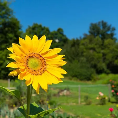 La Provenzale Bed and Breakfast