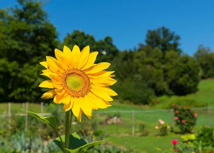 La Provenzale Bed & Breakfast